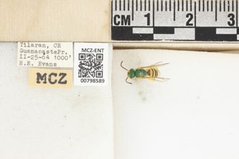 Media type: image;   Entomology 798589 Aspect: Labels